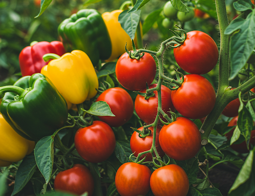 Ne plantez jamais de tomates et de poivrons sans cela ! Les jeunes ...